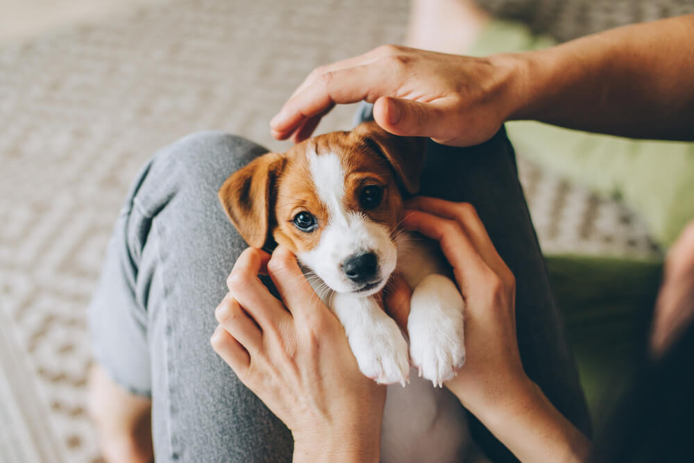 子犬1