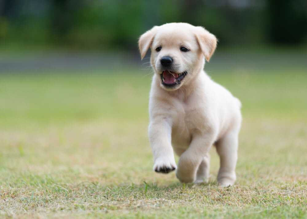 子犬