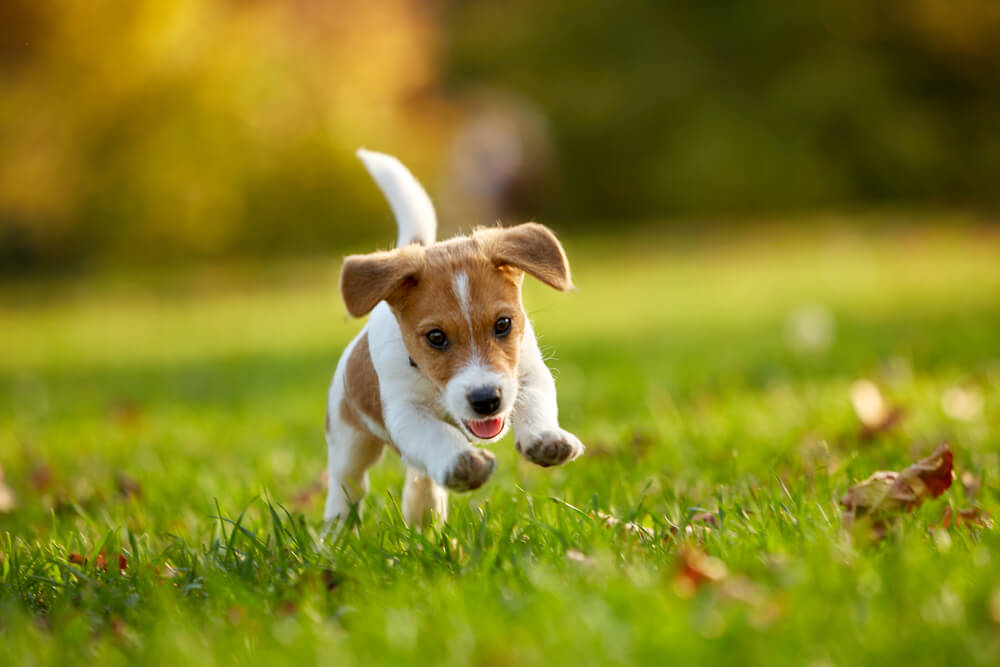 子犬4