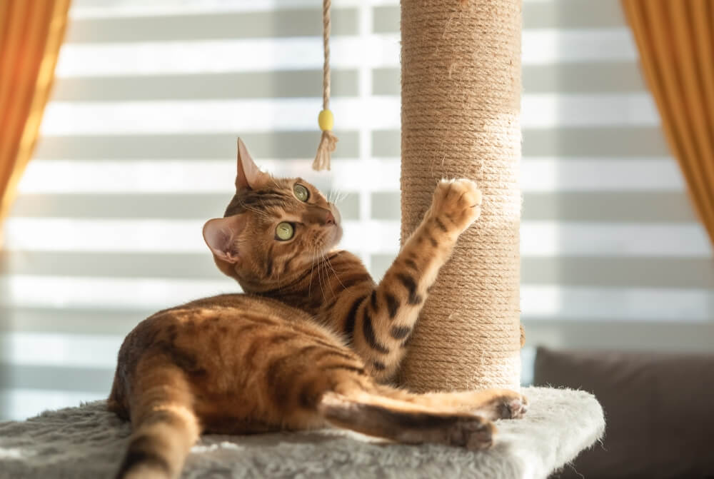 猫10