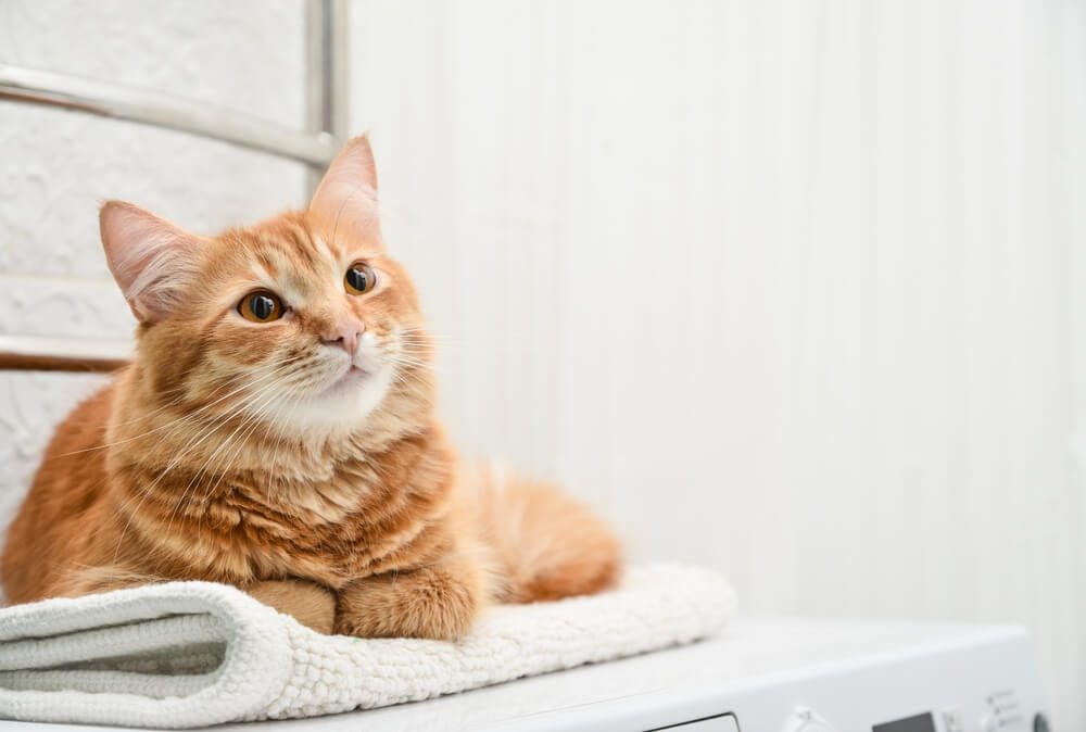 猫14