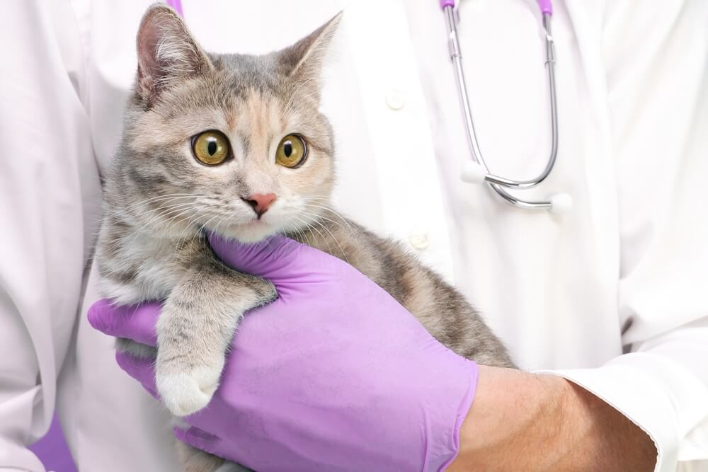 猫16