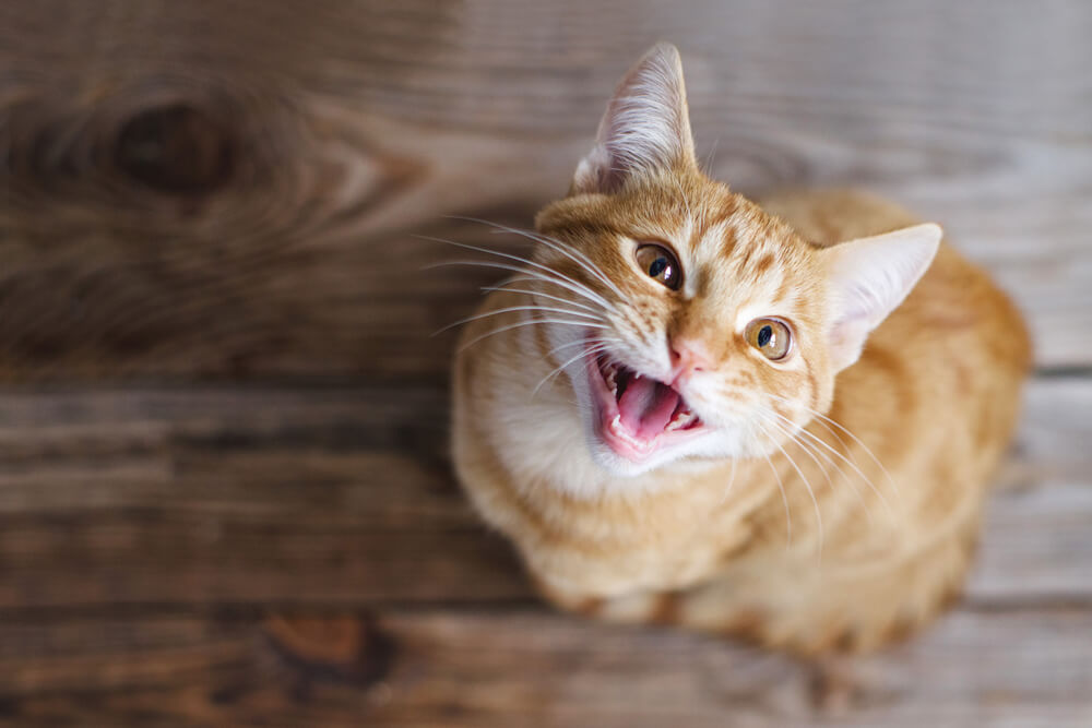猫5