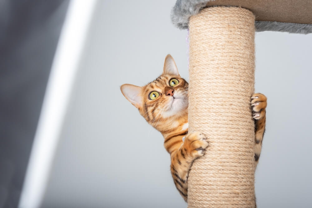 猫6
