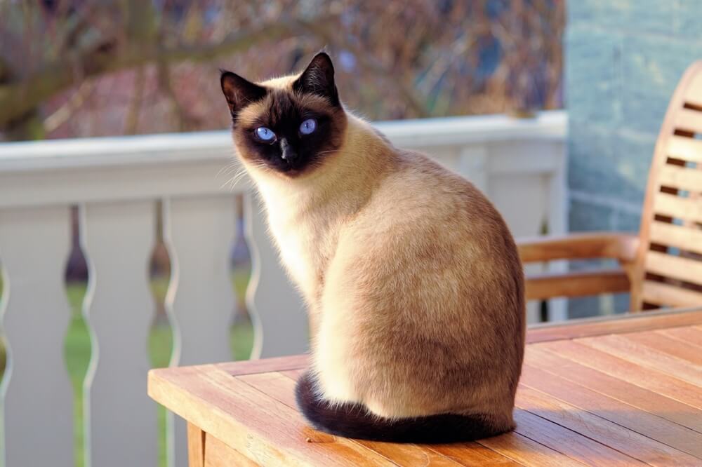 猫8