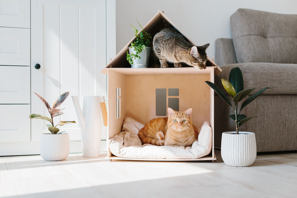猫9
