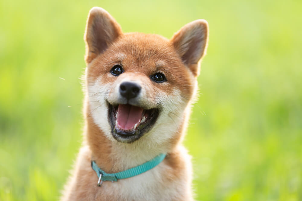 日本犬2