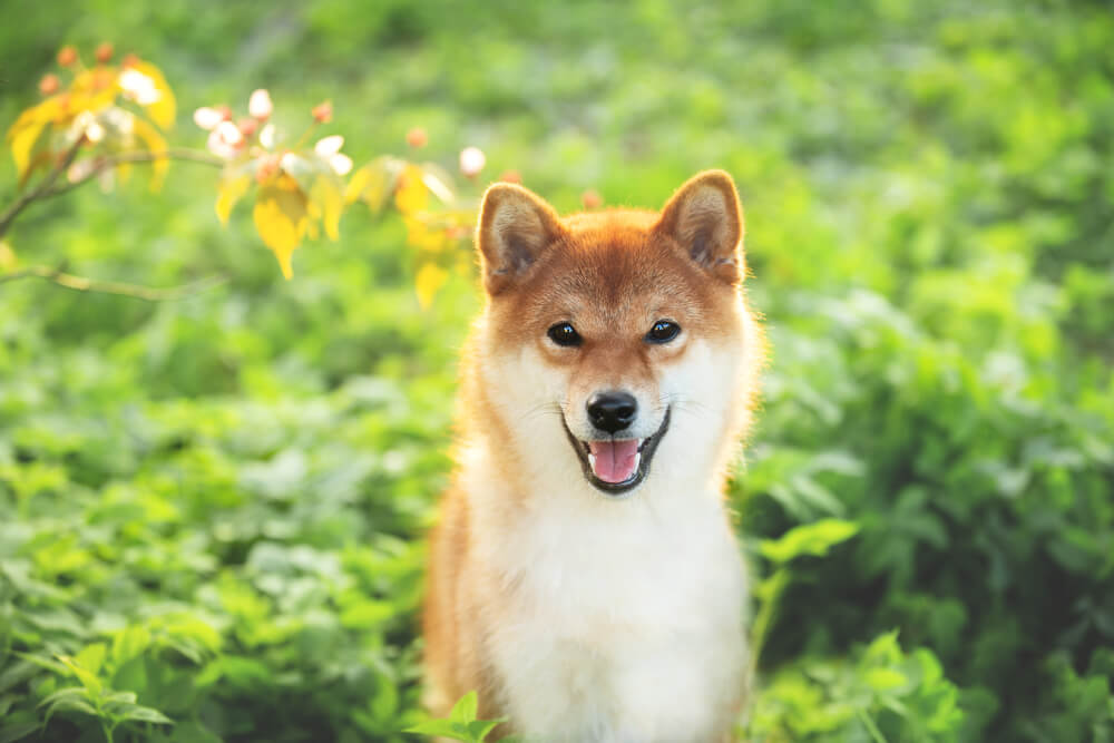 日本犬3
