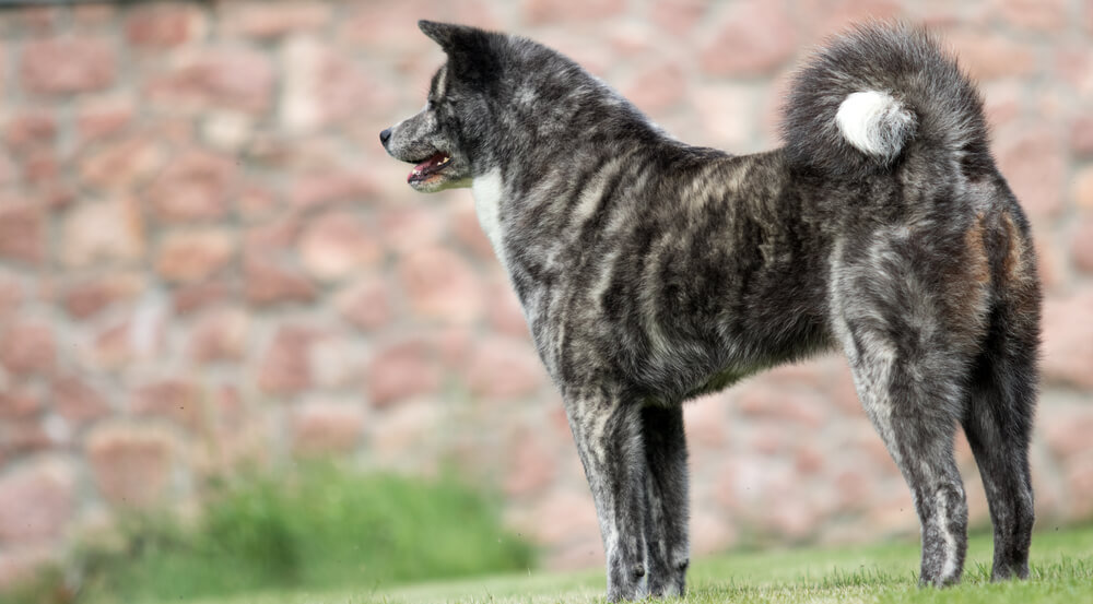 日本犬4