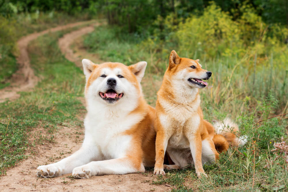犬　素材
