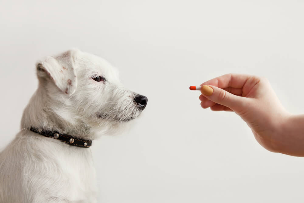 犬　薬