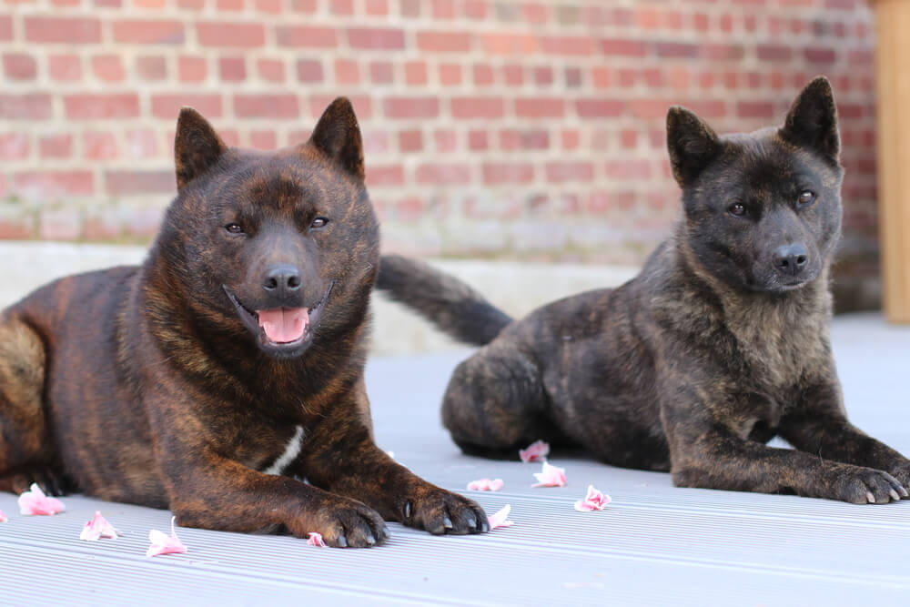 甲斐犬