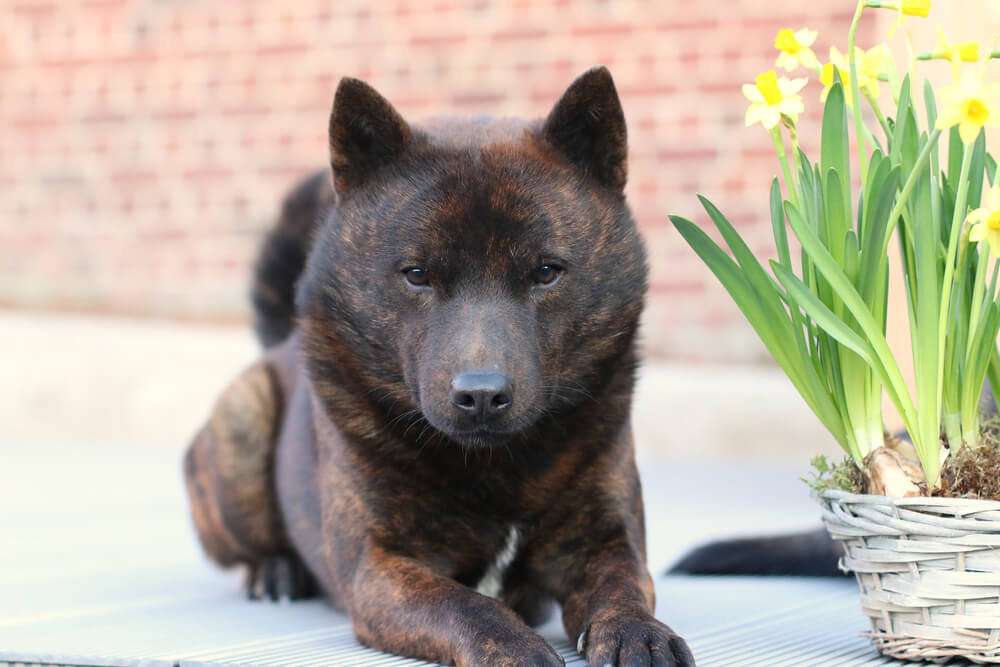 甲斐犬
