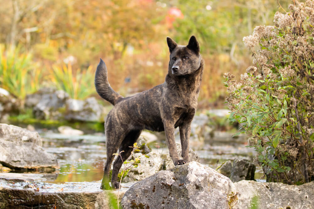 甲斐犬