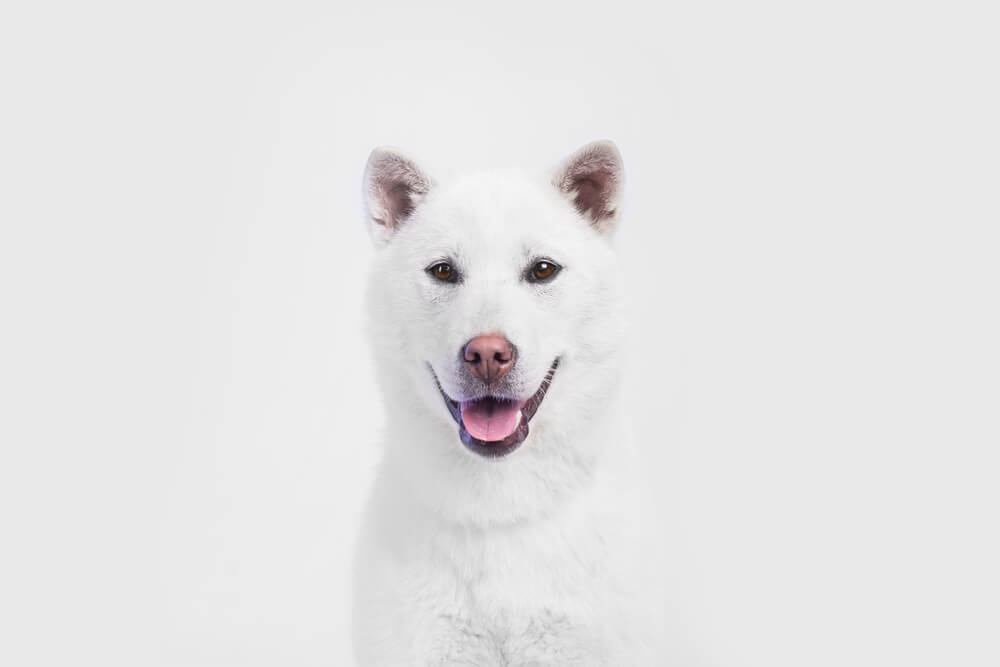 紀州犬
