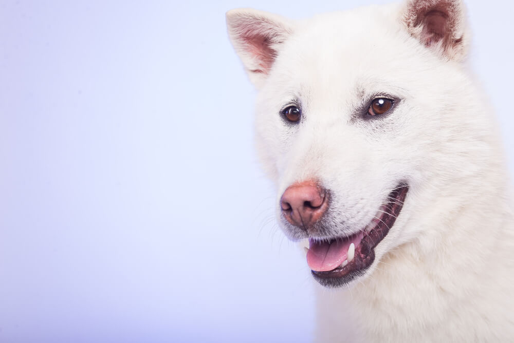 紀州犬