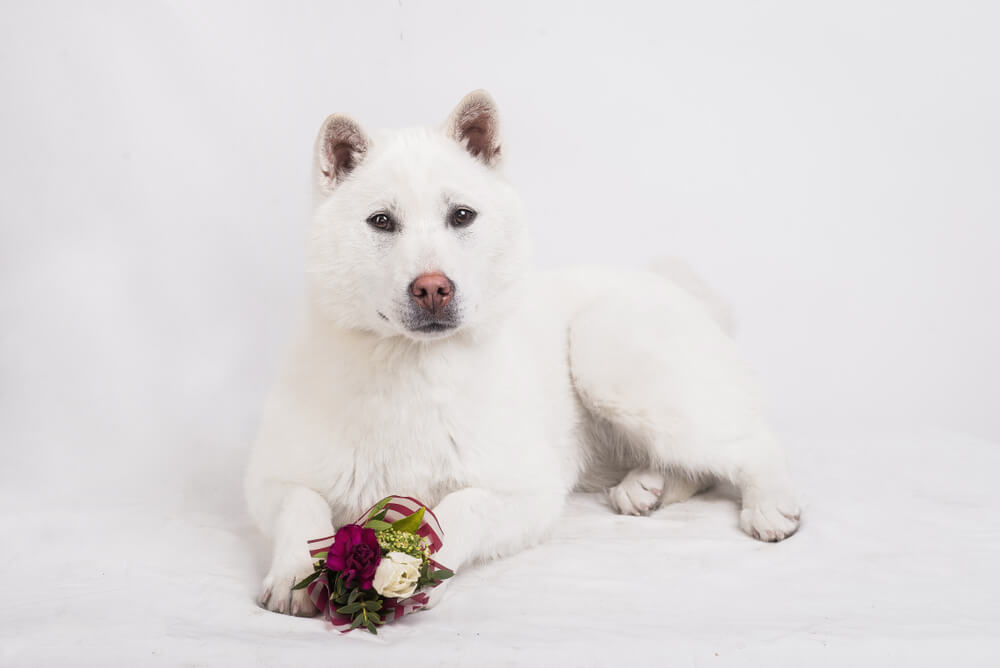 紀州犬