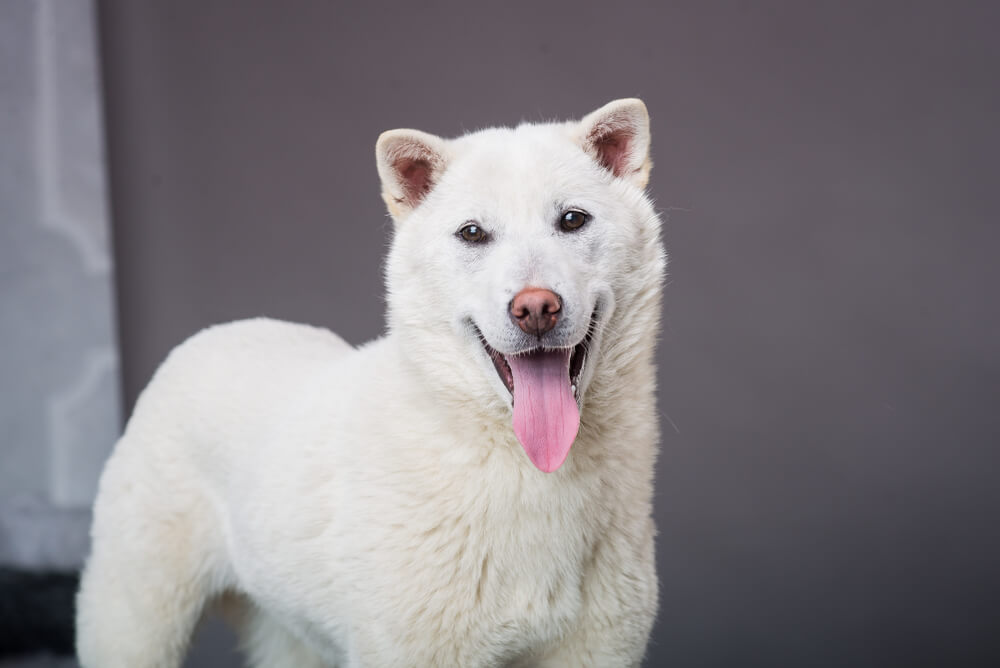 紀州犬