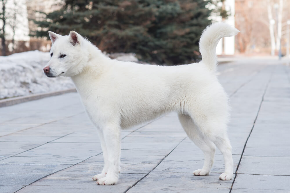 紀州犬