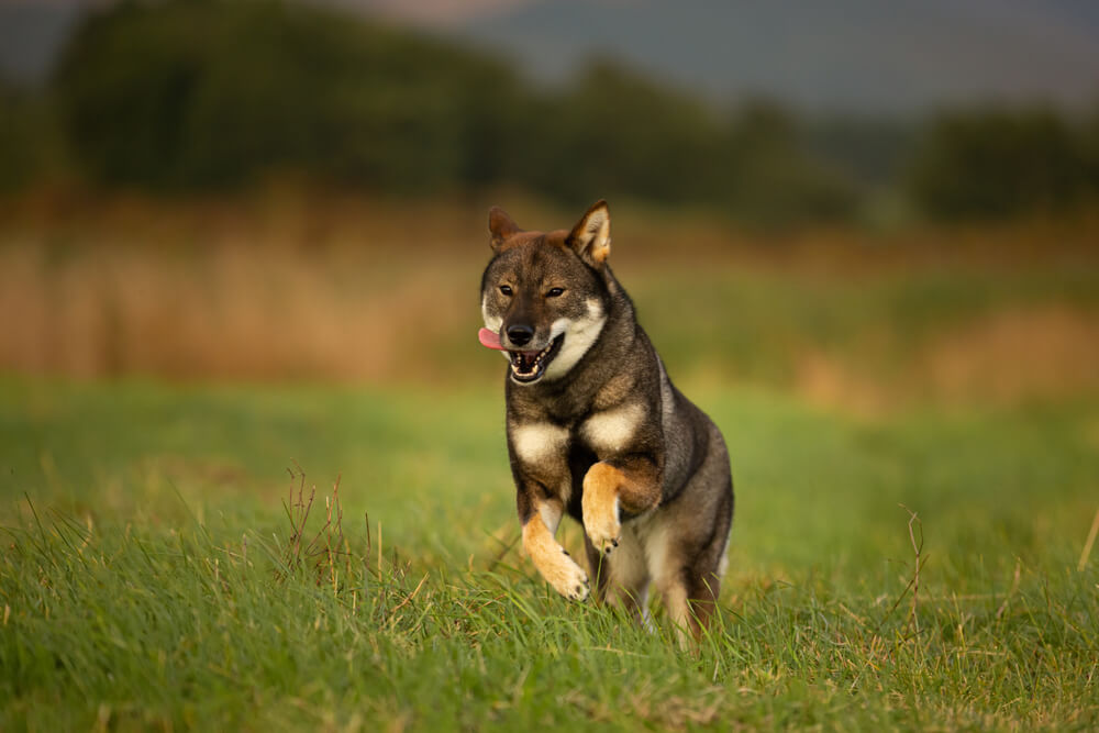 土佐犬・四国犬