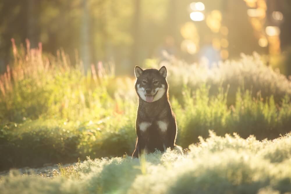 四国犬