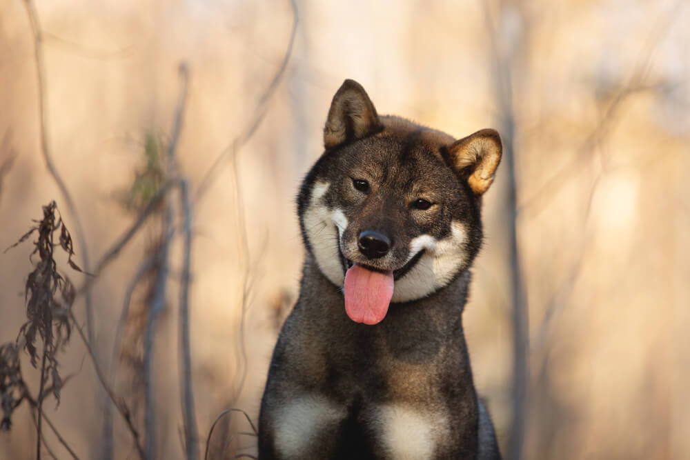 土佐犬・四国犬