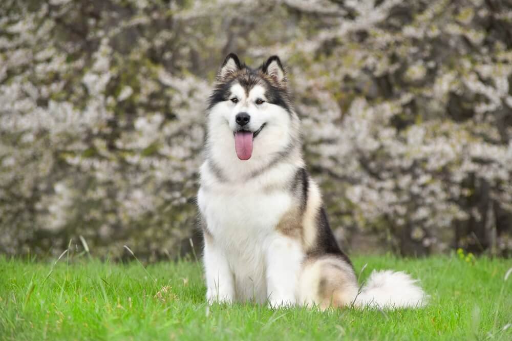 アラスカンマラミュート