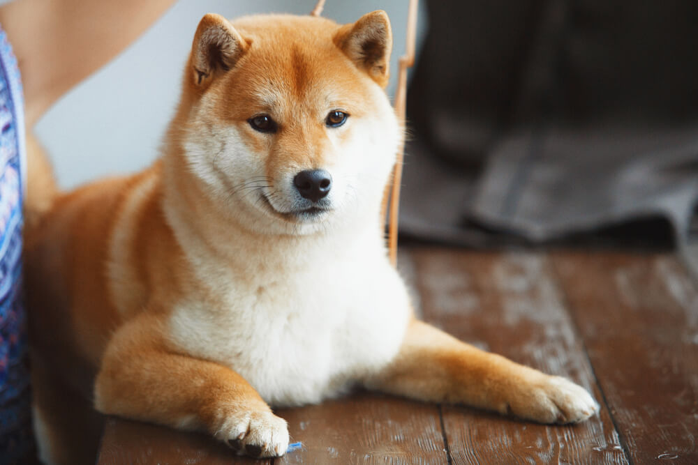 柴犬