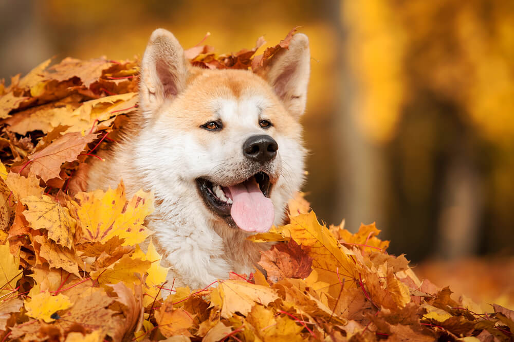 秋田犬