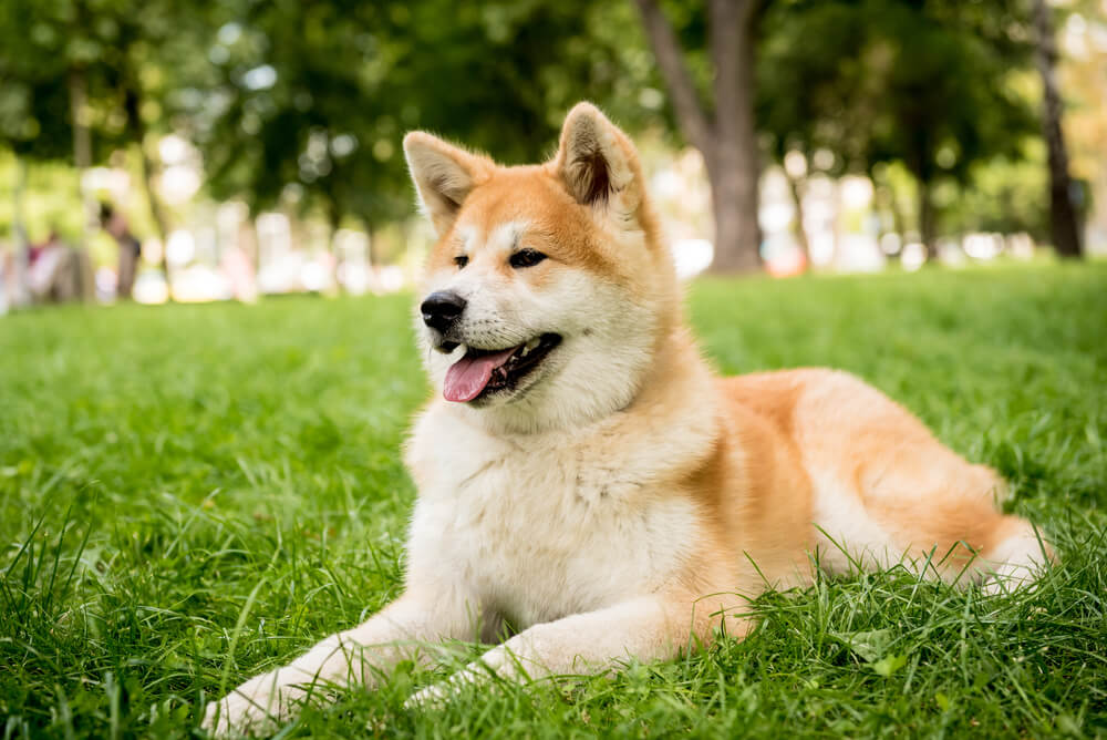 秋田犬