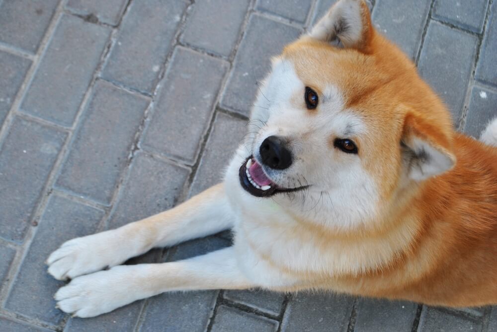 秋田犬