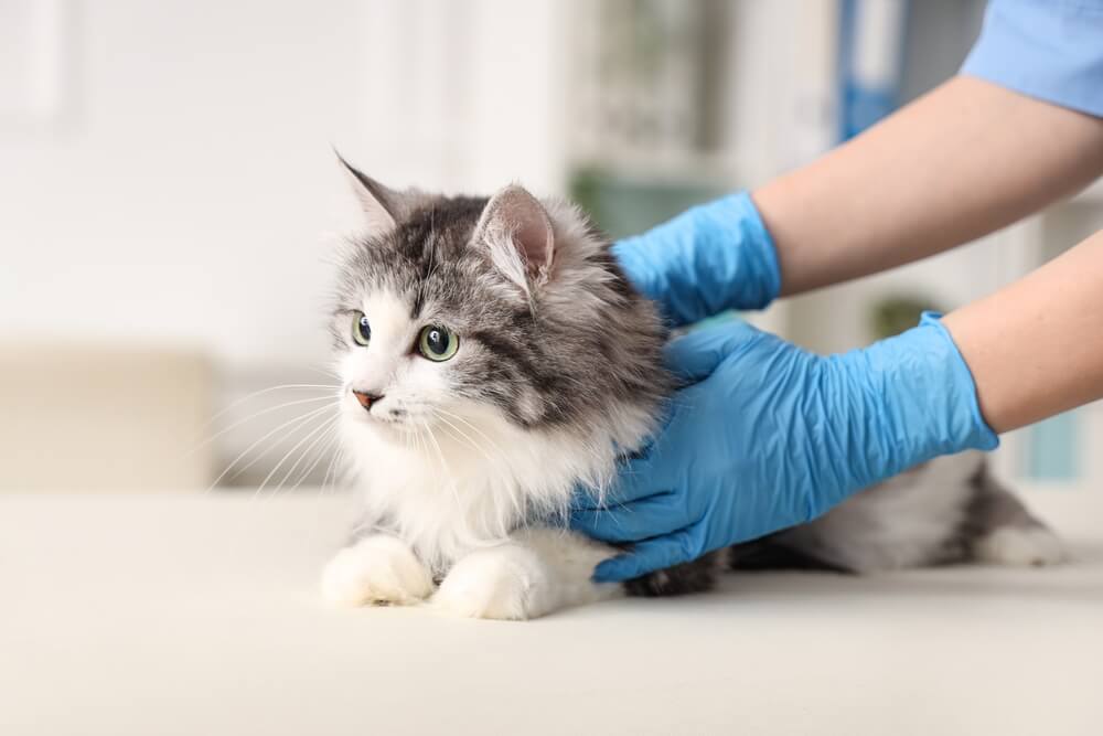 猫