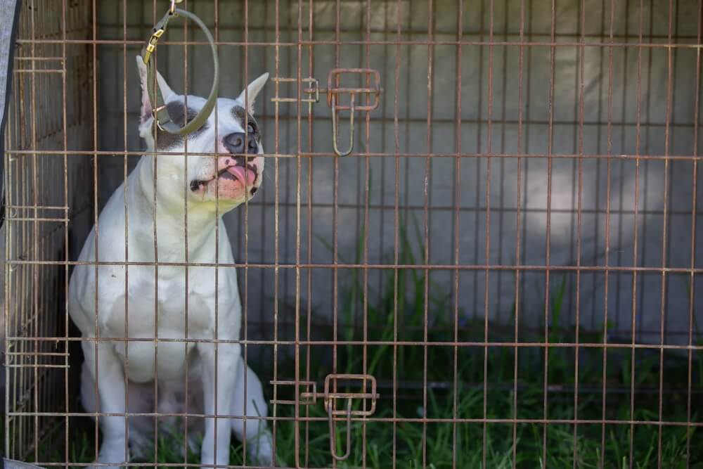 犬　噛む