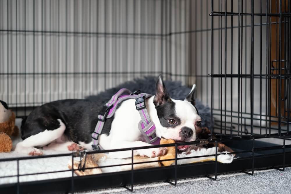 犬　噛む