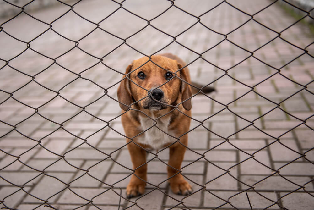 犬　噛む