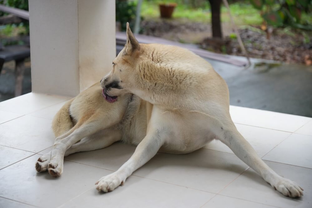 犬　なめる