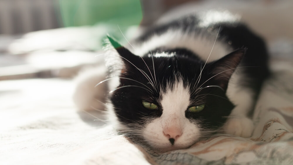 猫
