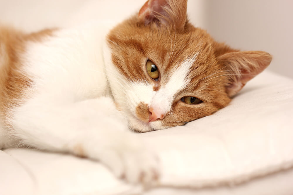 猫