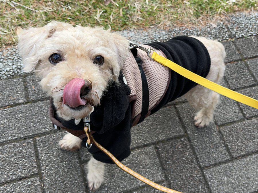 神奈川コパン