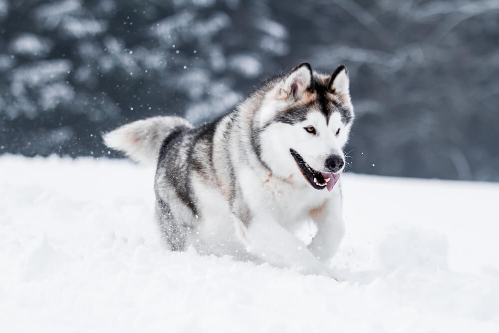 アラスカンマラミュート