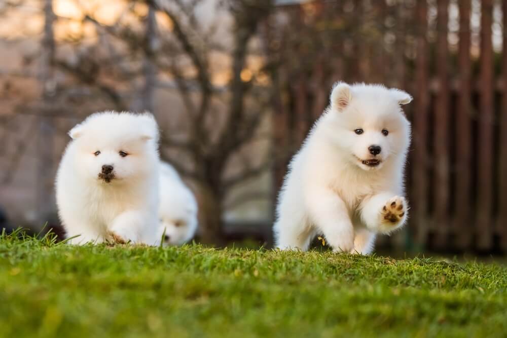 犬