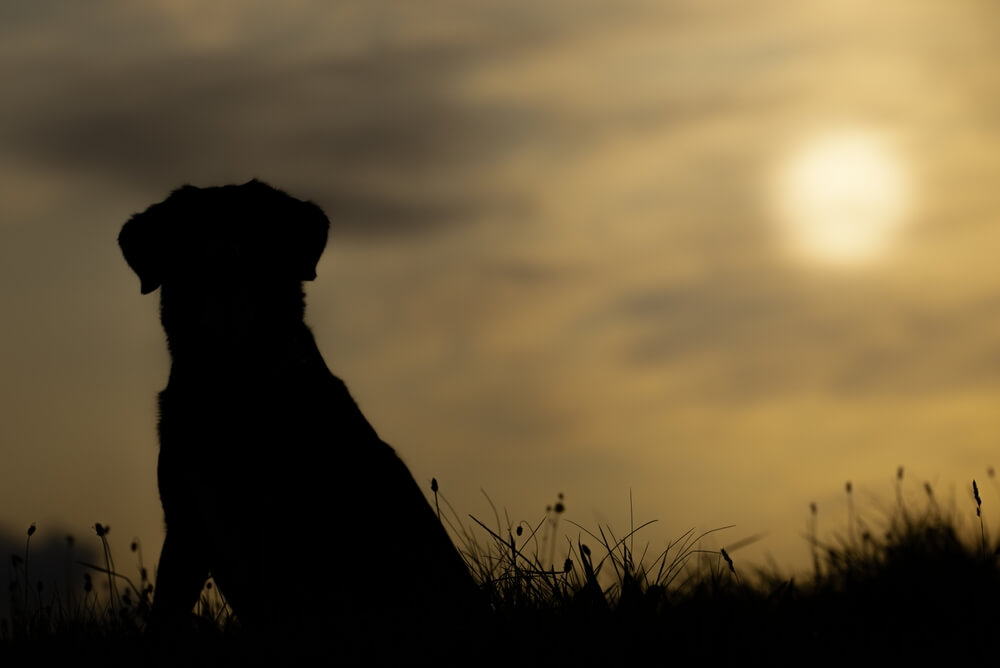犬　影